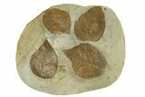 Plate with Four Fossil Leaves (Cissites) - Montana #270961-1
